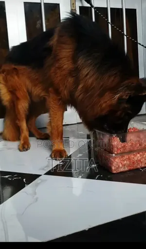 Dogs Food and Accessories