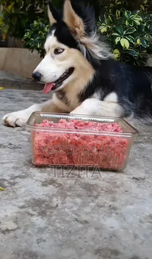 Dogs Food and Accessories
