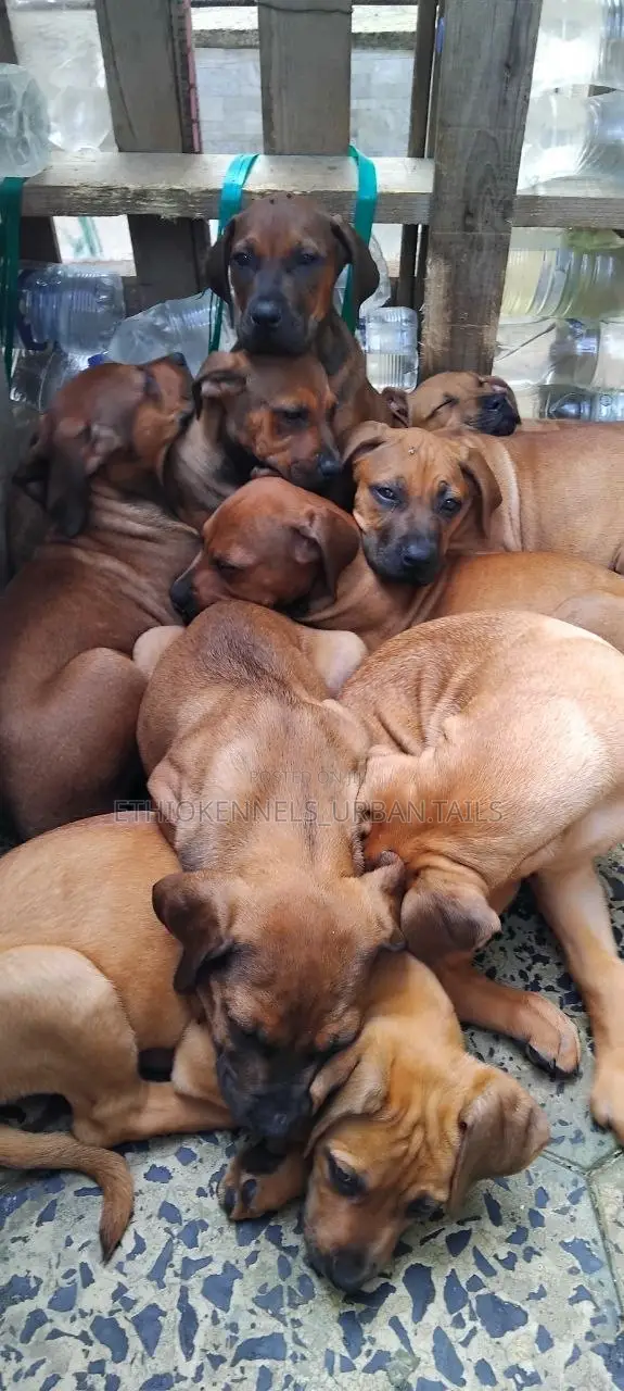 1-3 months Male Purebred Boerboel