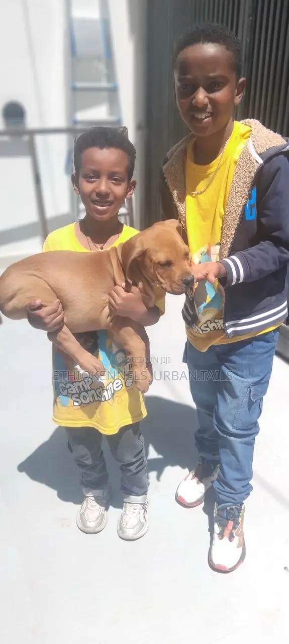 1-3 months Male Purebred Boerboel