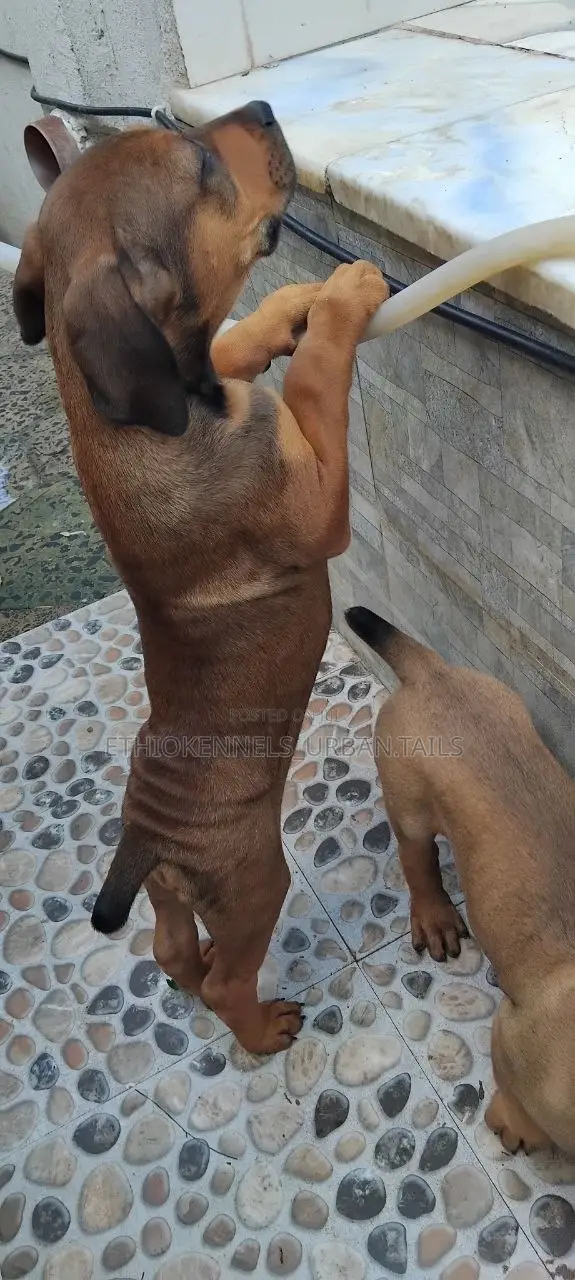1-3 months Male Purebred Boerboel