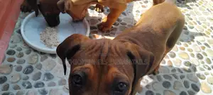 1-3 months Male Purebred Boerboel
