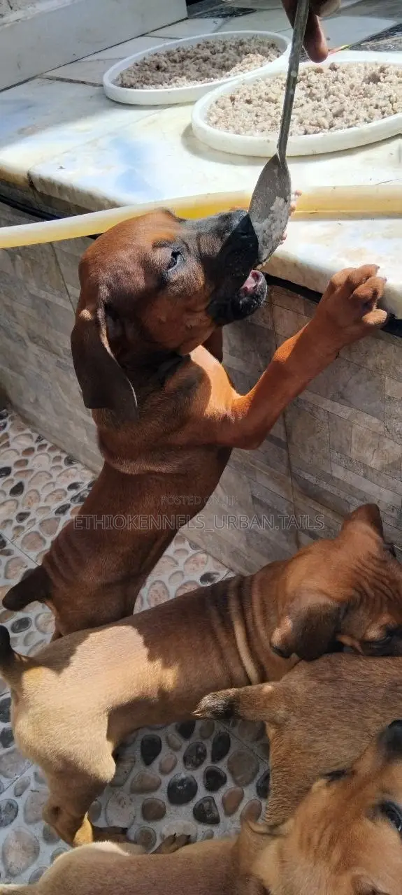 1-3 months Male Purebred Boerboel