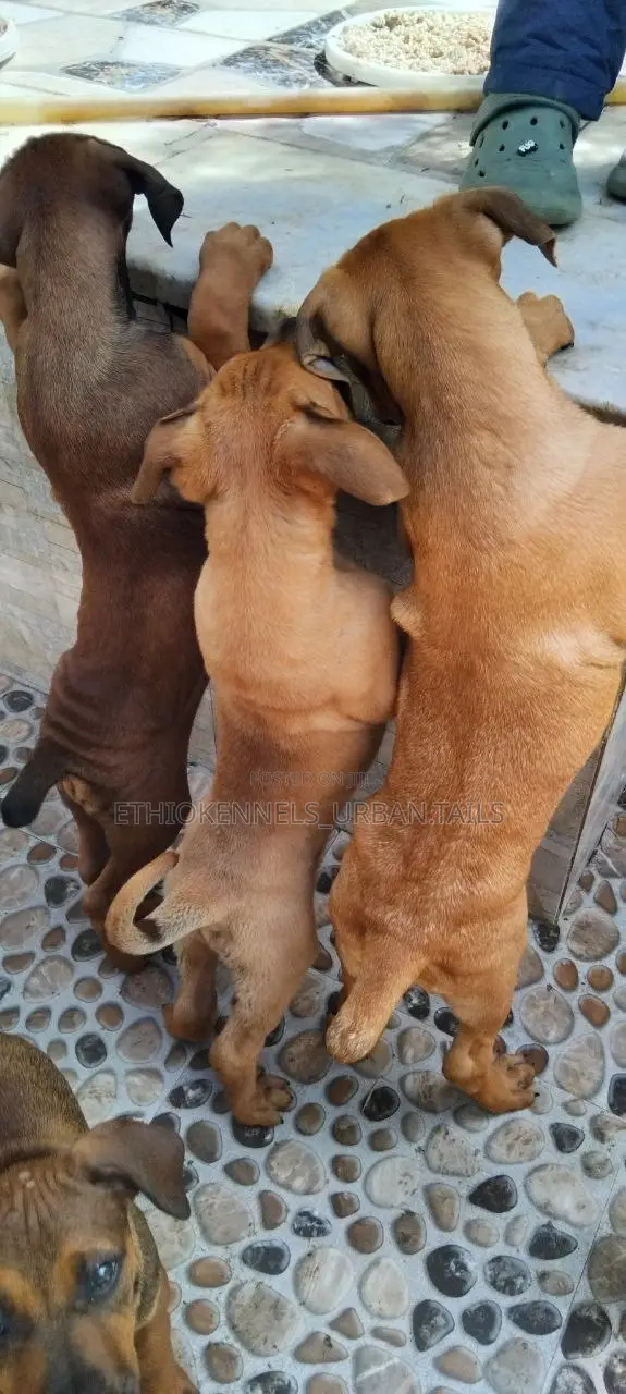 1-3 months Male Purebred Boerboel