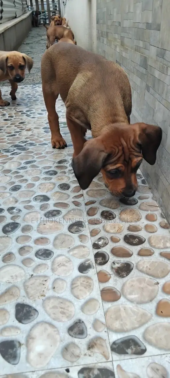 1-3 months Male Purebred Boerboel