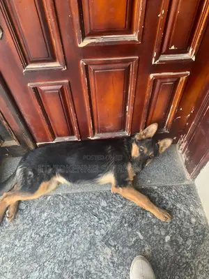 1-3 months Male Purebred German Shepherd
