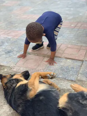 1-3 months Male Purebred German Shepherd