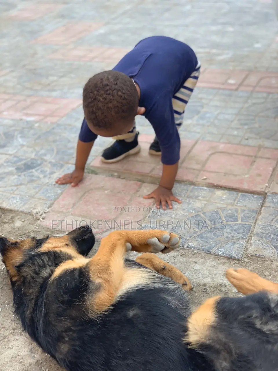 1-3 months Male Purebred German Shepherd