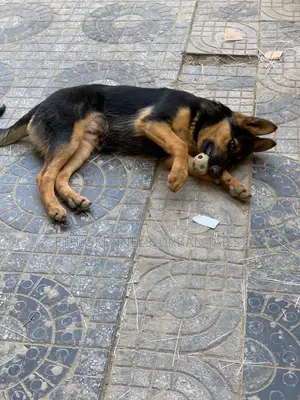 1-3 months Male Purebred German Shepherd