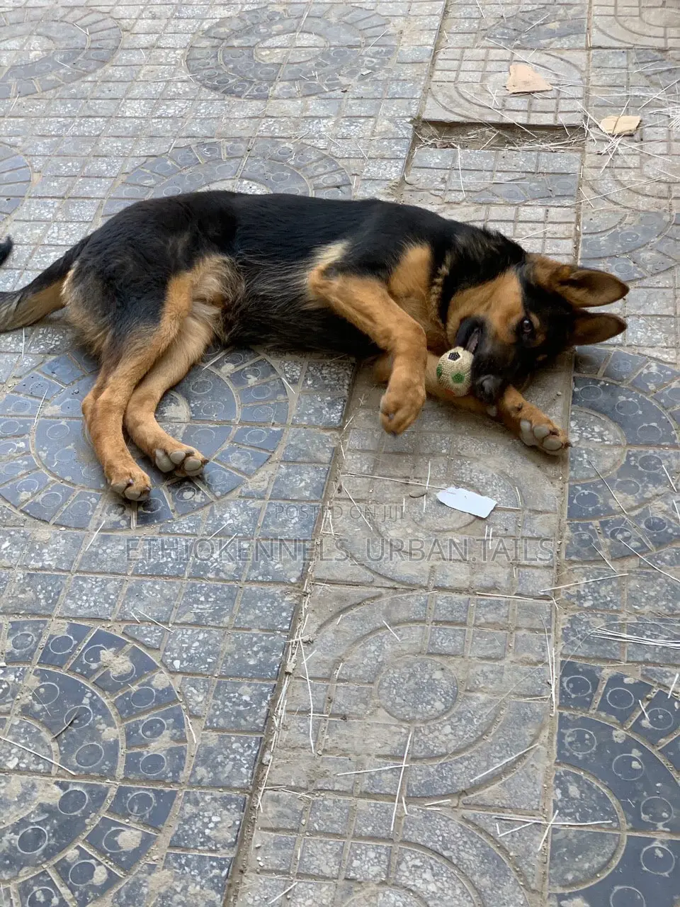 1-3 months Male Purebred German Shepherd