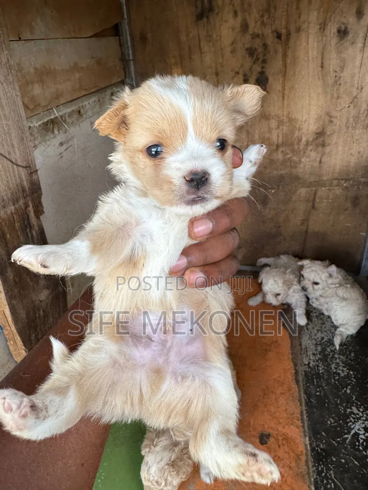 1-3 months Male Mixed Breed Maltese