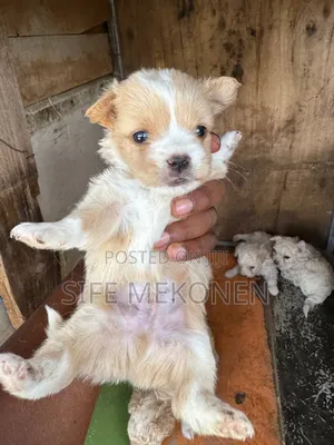 1-3 months Male Mixed Breed Maltese