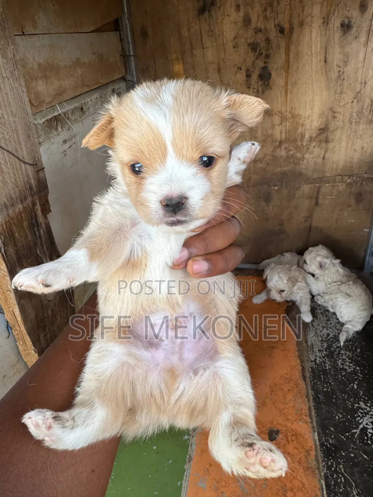 1-3 months Male Mixed Breed Maltese