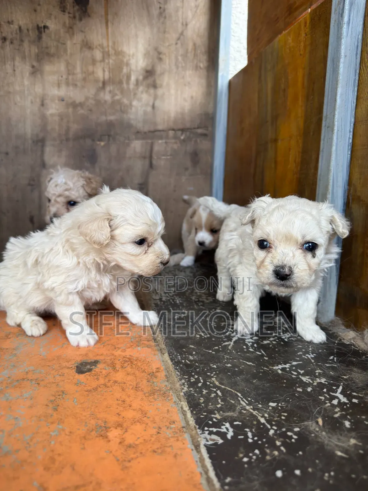 1-3 months Male Purebred Maltese