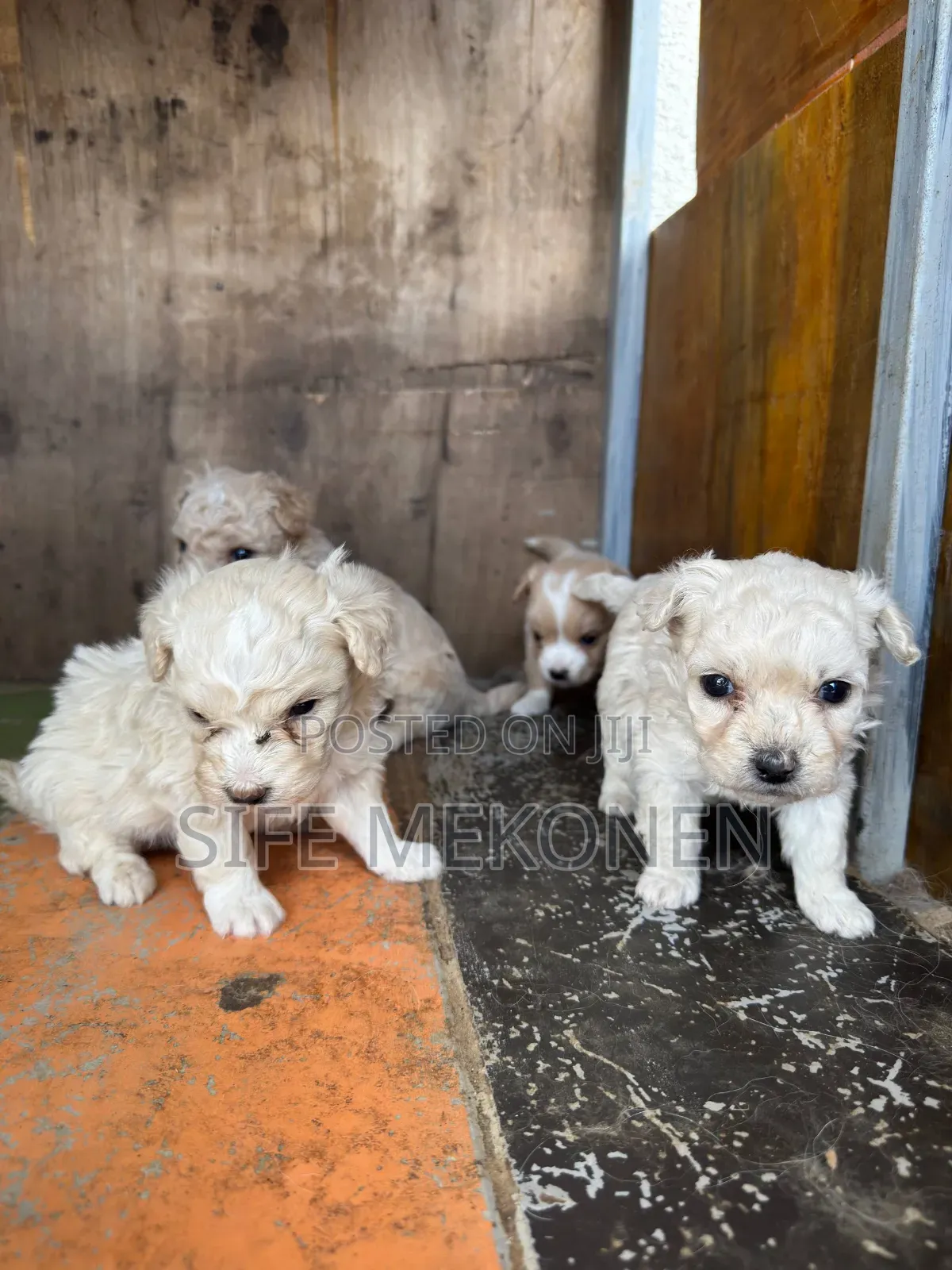 1-3 months Male Purebred Maltese