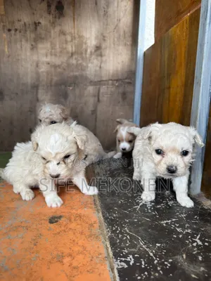 1-3 months Male Purebred Maltese