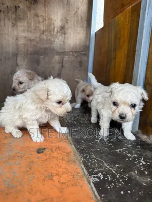 1-3 months Male Purebred Maltese