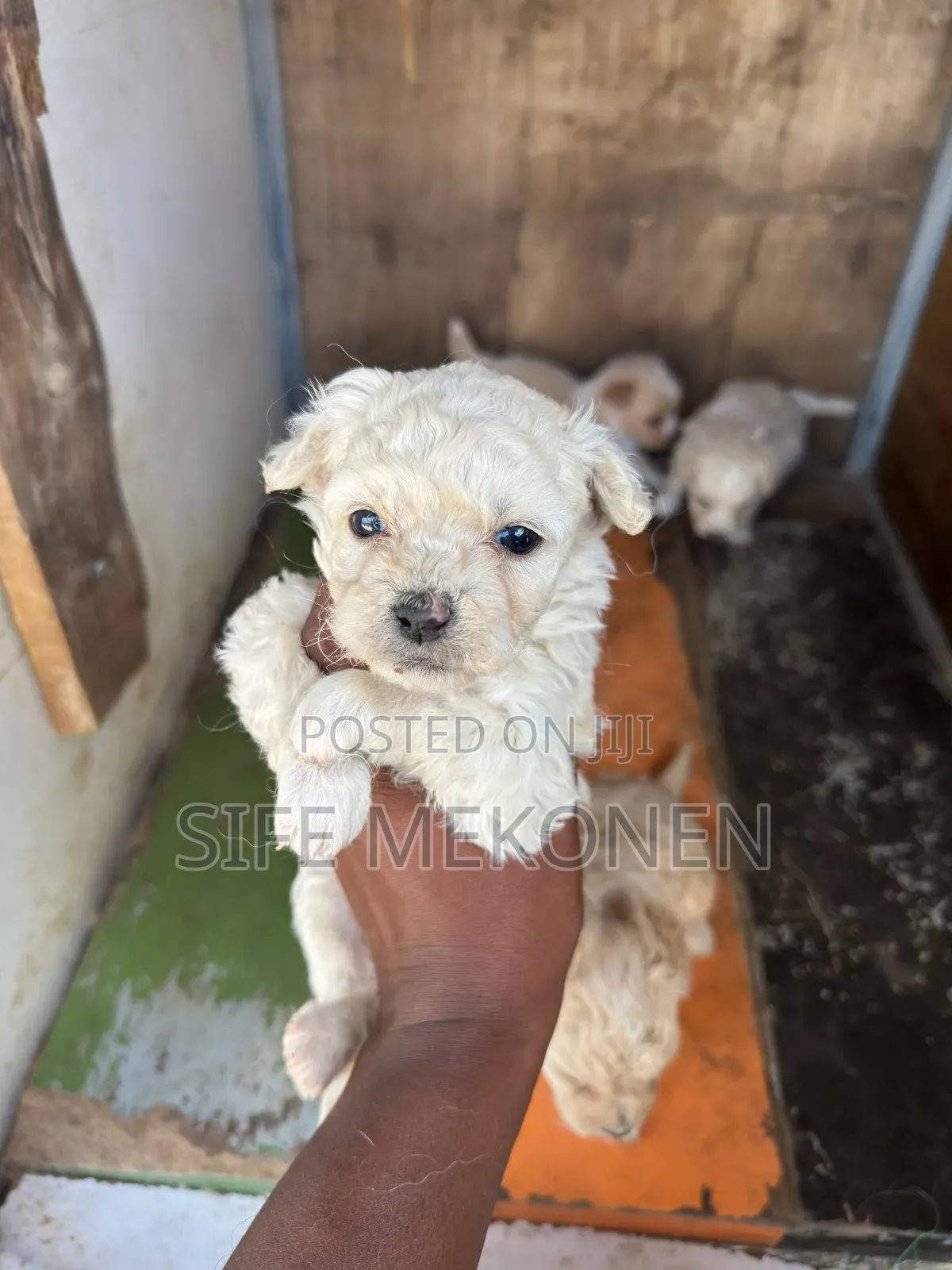 1-3 months Male Mixed Breed Maltese