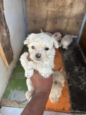 1-3 months Male Mixed Breed Maltese