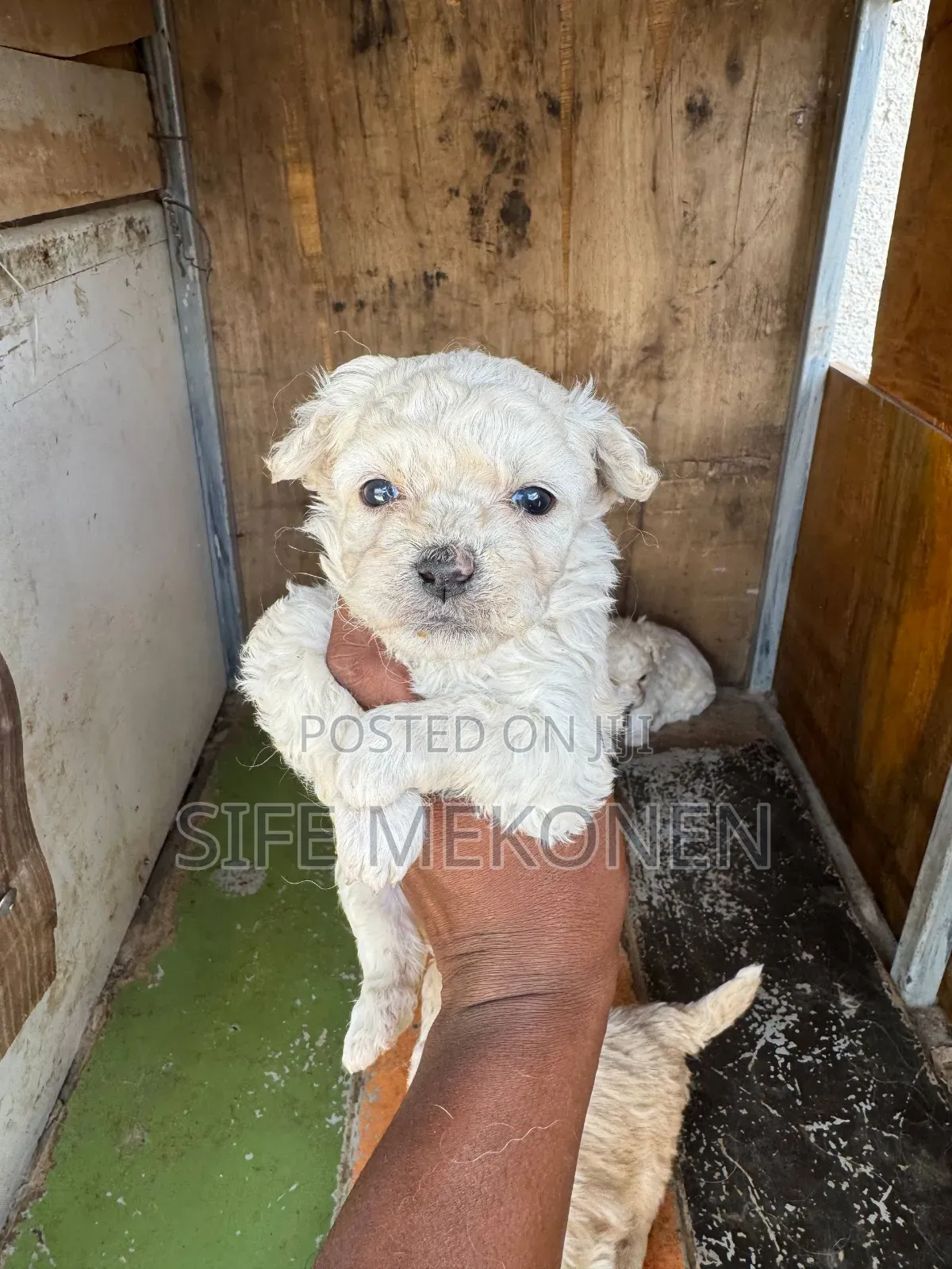 1-3 months Male Mixed Breed Maltese