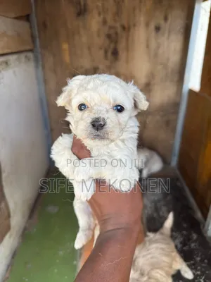 1-3 months Male Mixed Breed Maltese