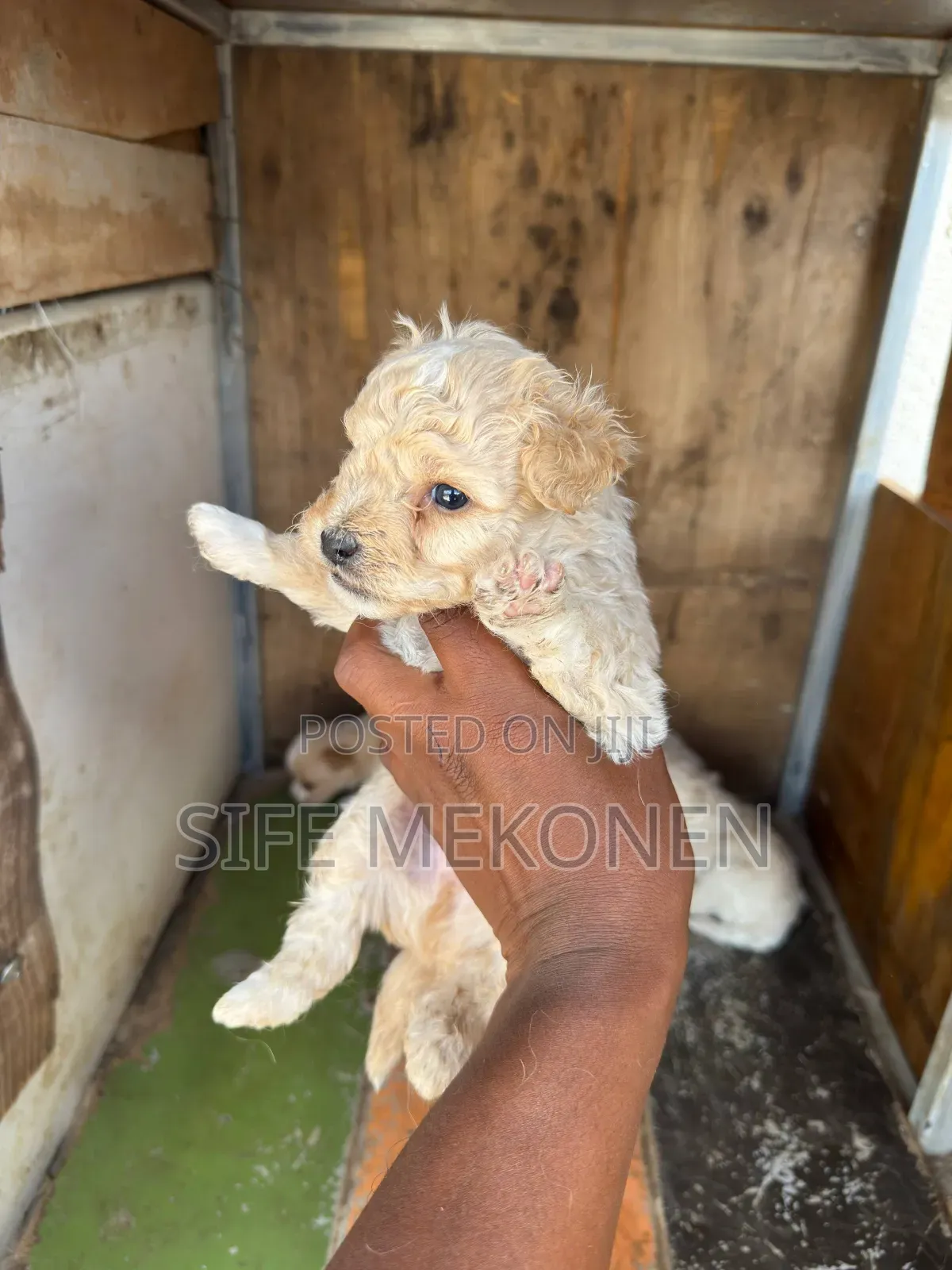 1-3 months Male Mixed Breed Maltese