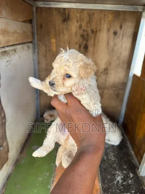 1-3 months Male Mixed Breed Maltese