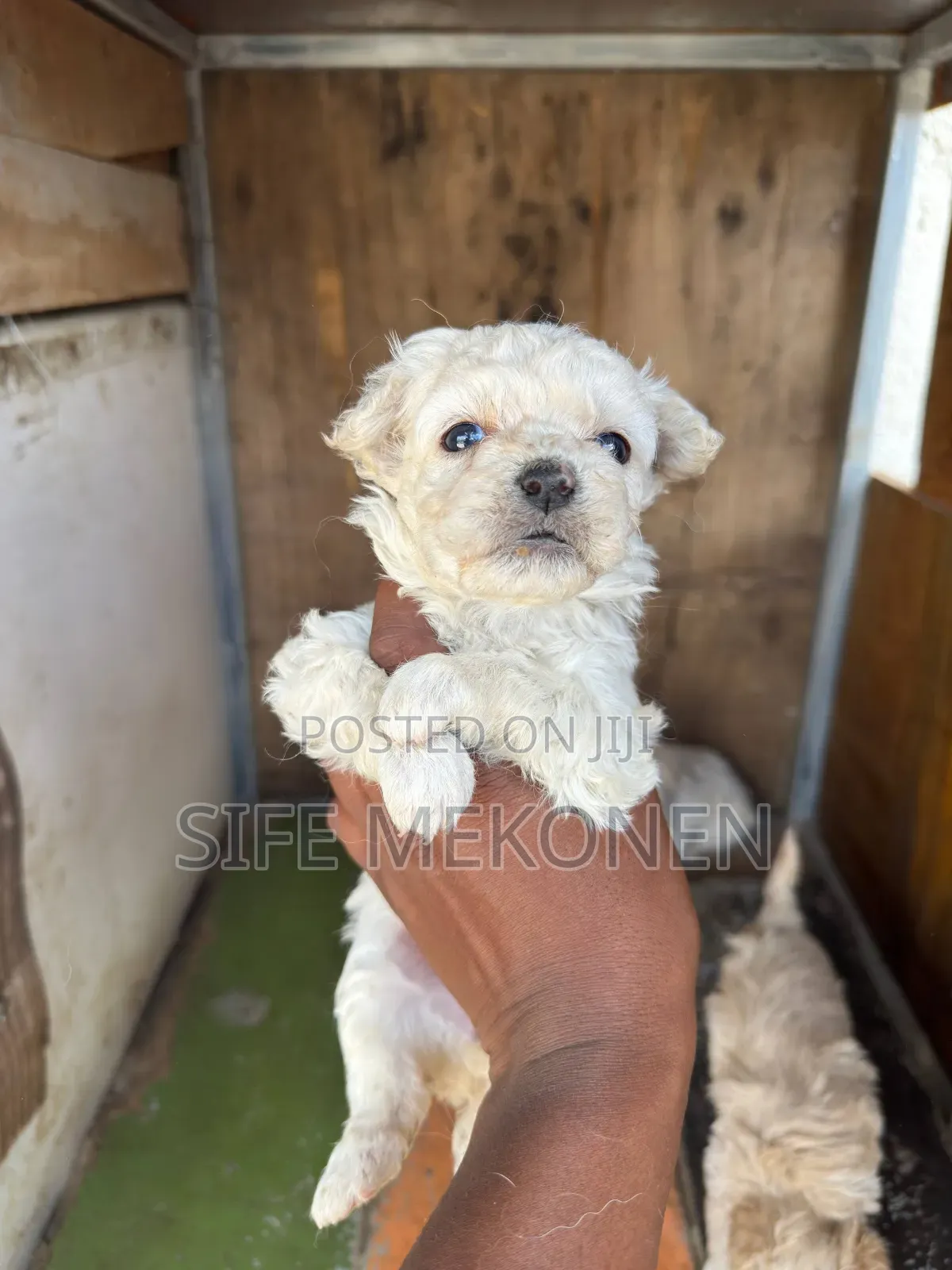 1-3 months Male Mixed Breed Maltese