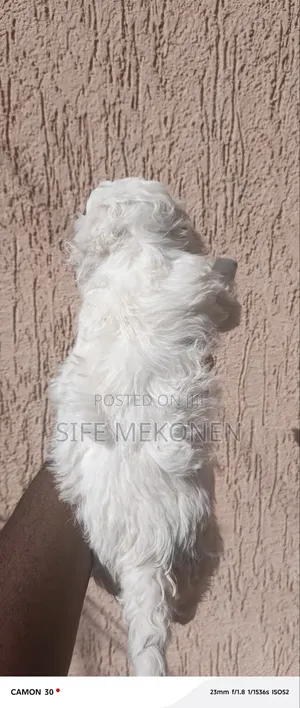 1-3 months Female Purebred Maltese