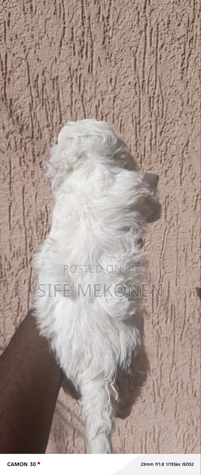 1-3 months Female Purebred Maltese