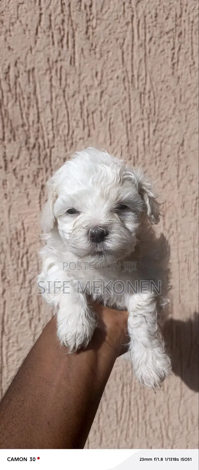 1-3 months Female Purebred Maltese