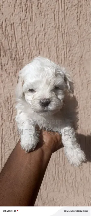 1-3 months Female Purebred Maltese