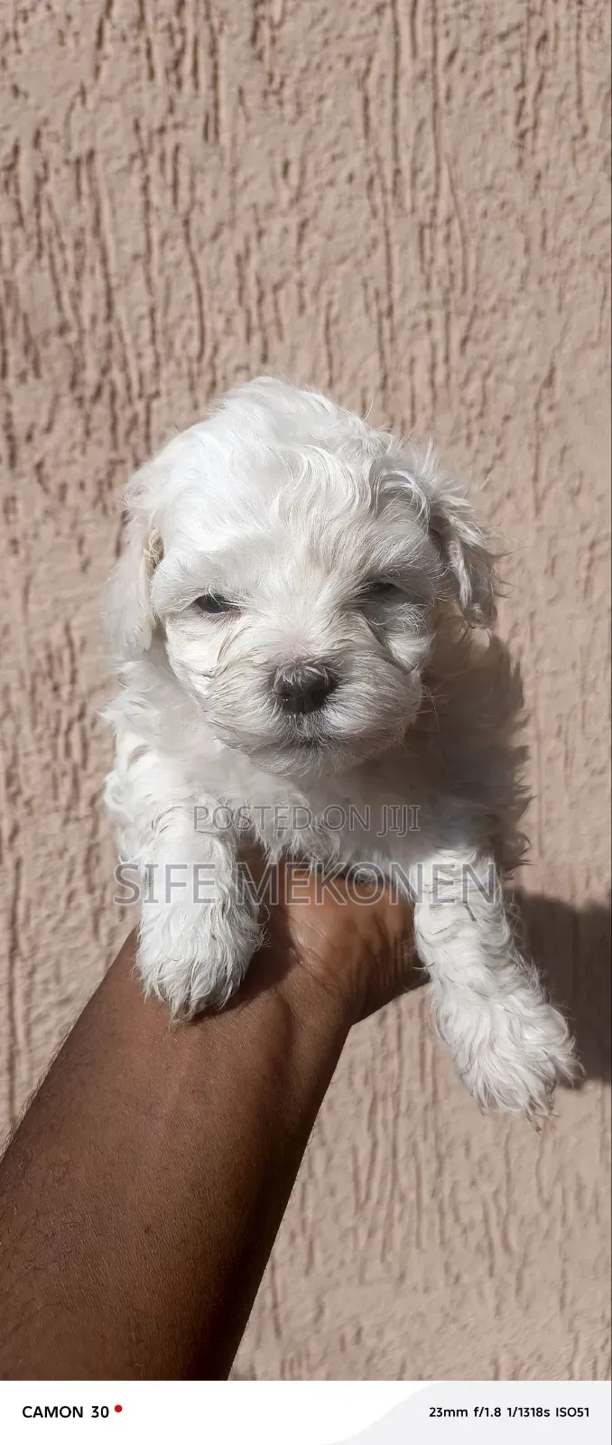 1-3 months Female Purebred Maltese