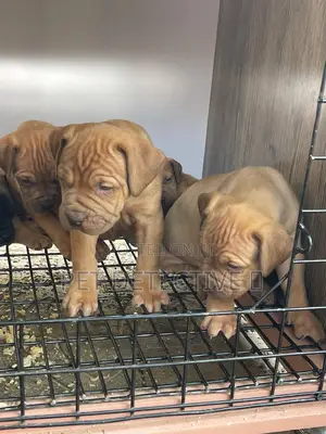 1-3 months Male Purebred Boerboel