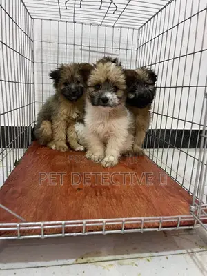 1-3 months Male Purebred Maltese Shih Tzu