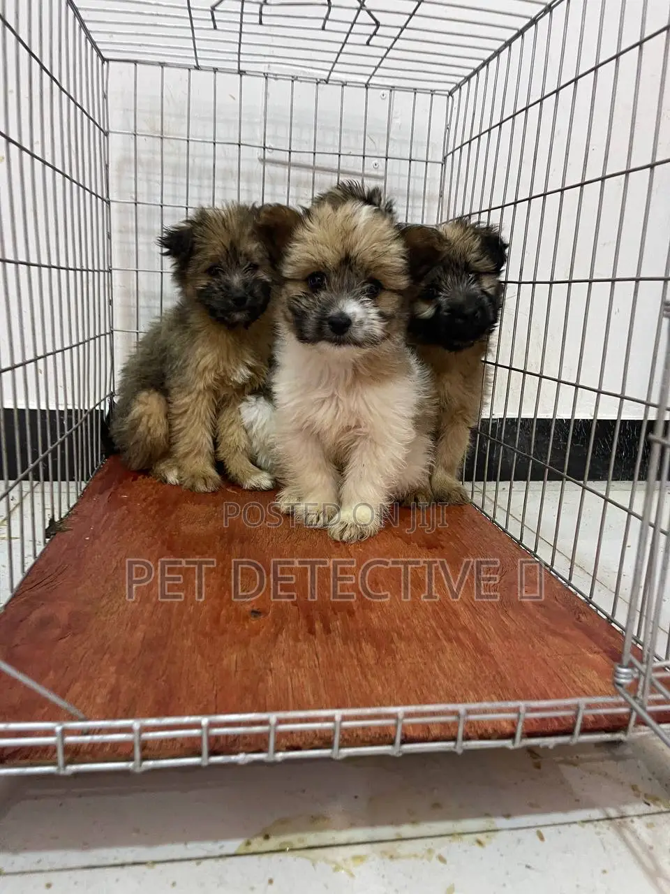 1-3 months Male Purebred Maltese Shih Tzu