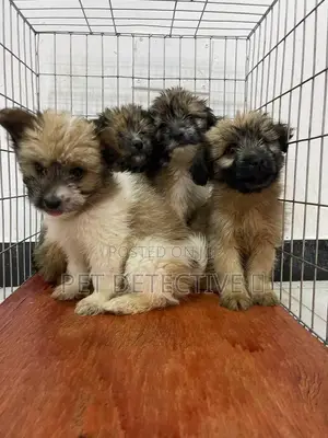 1-3 months Male Purebred Maltese Shih Tzu