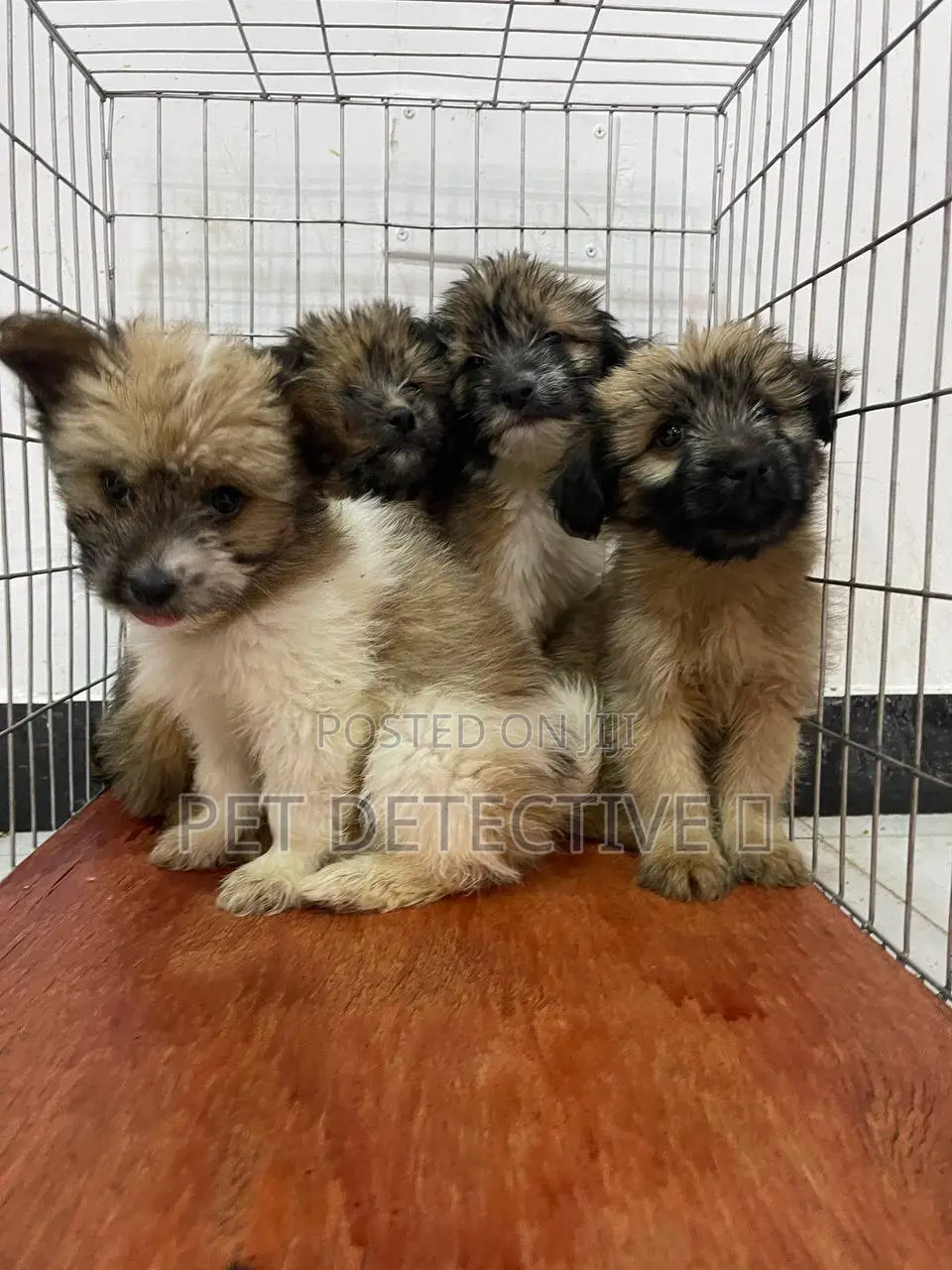 1-3 months Male Purebred Maltese Shih Tzu