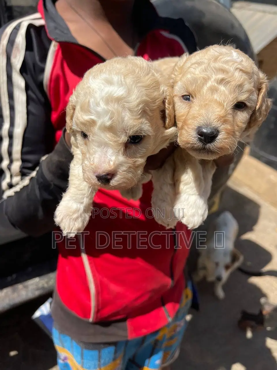 1-3 months Male Purebred Maltipoo