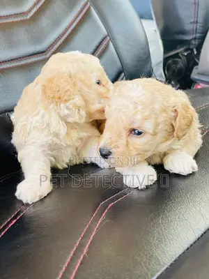 1-3 months Male Purebred Maltipoo
