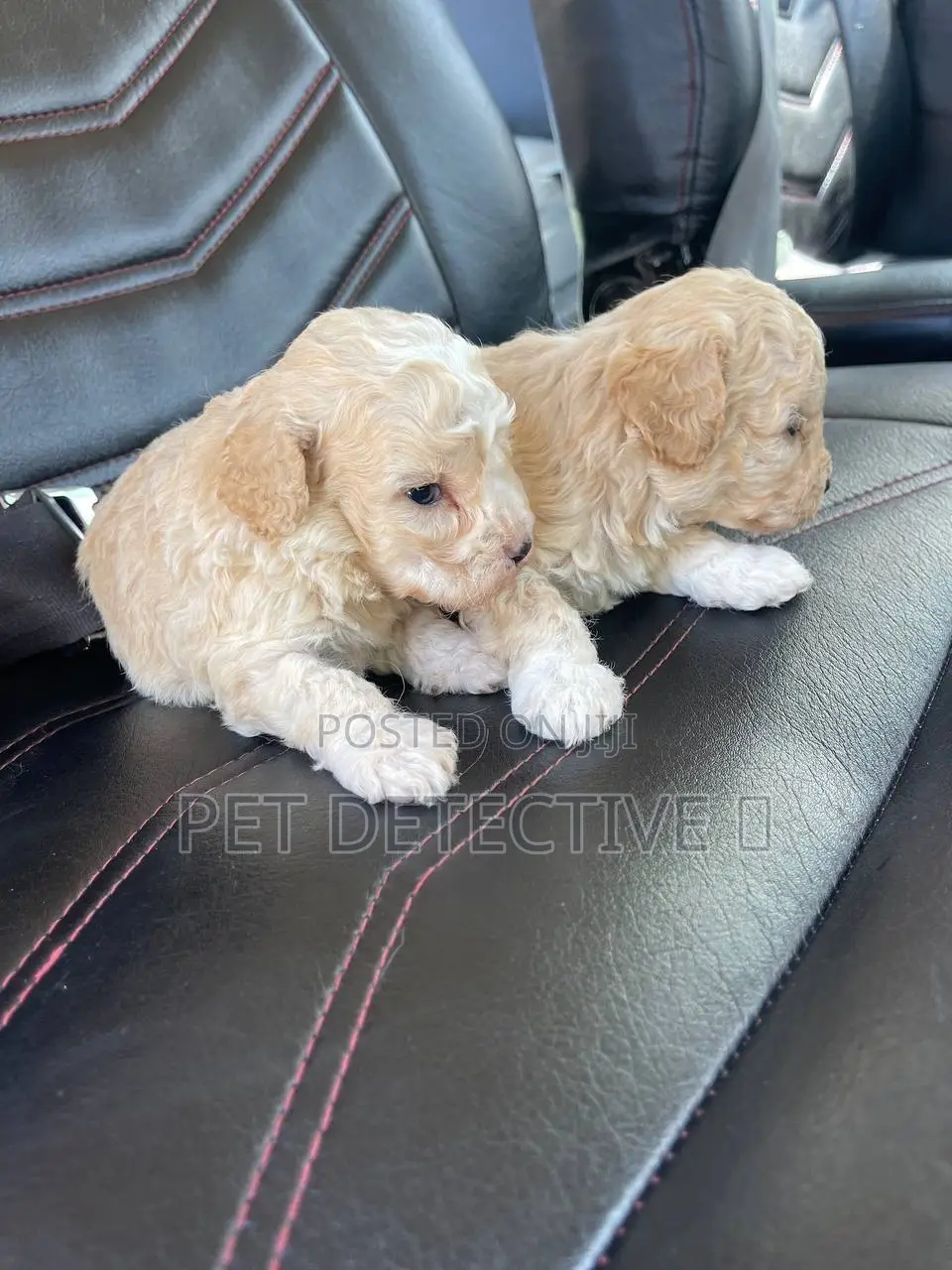 1-3 months Male Purebred Maltipoo