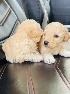 1-3 months Male Purebred Maltipoo
