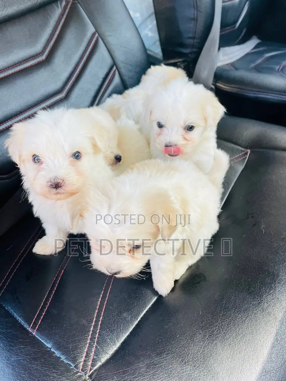 1-3 months Male Purebred Maltipoo