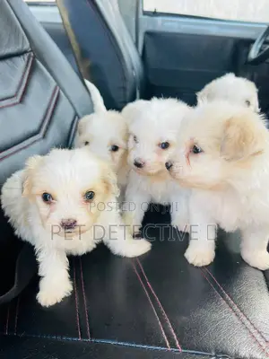 1-3 months Male Purebred Maltipoo
