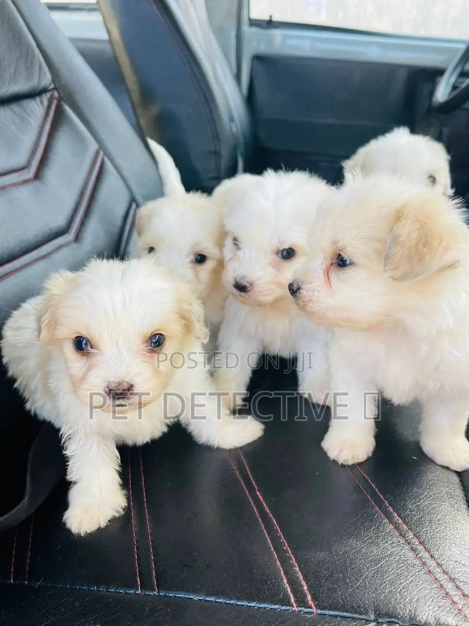 1-3 months Male Purebred Maltipoo