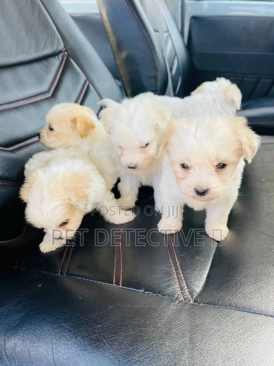 1-3 months Male Purebred Maltipoo