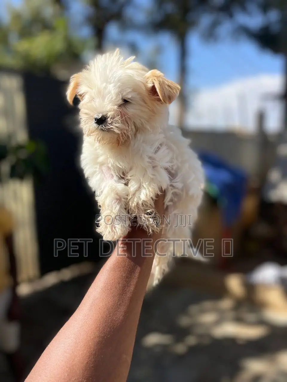 1-3 months Male Purebred Maltipoo