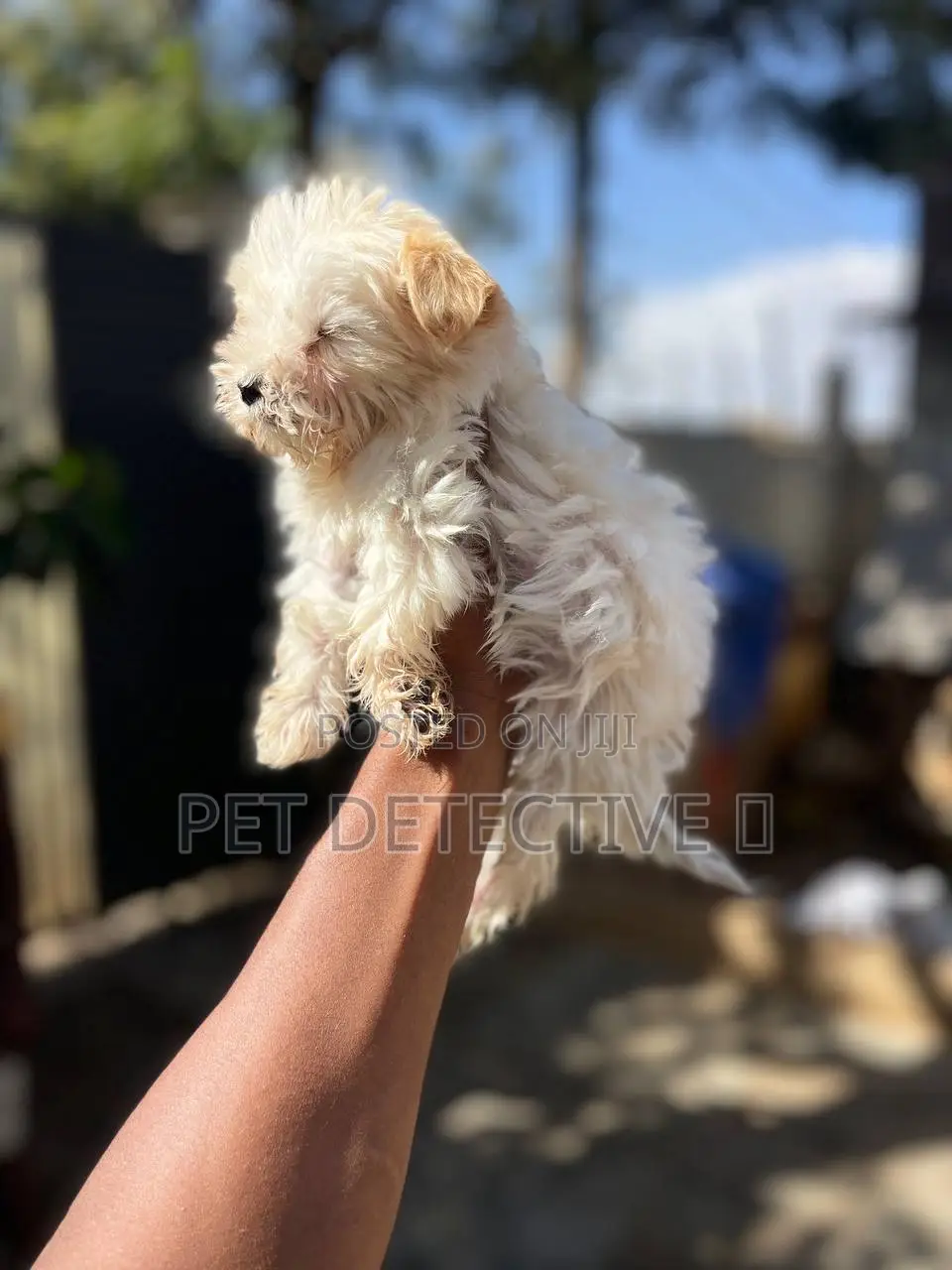1-3 months Male Purebred Maltipoo
