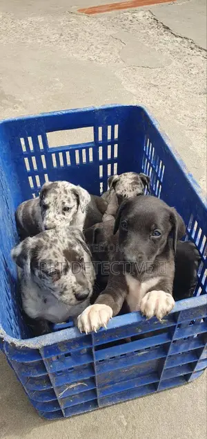 1-3 months Male Purebred Great Dane