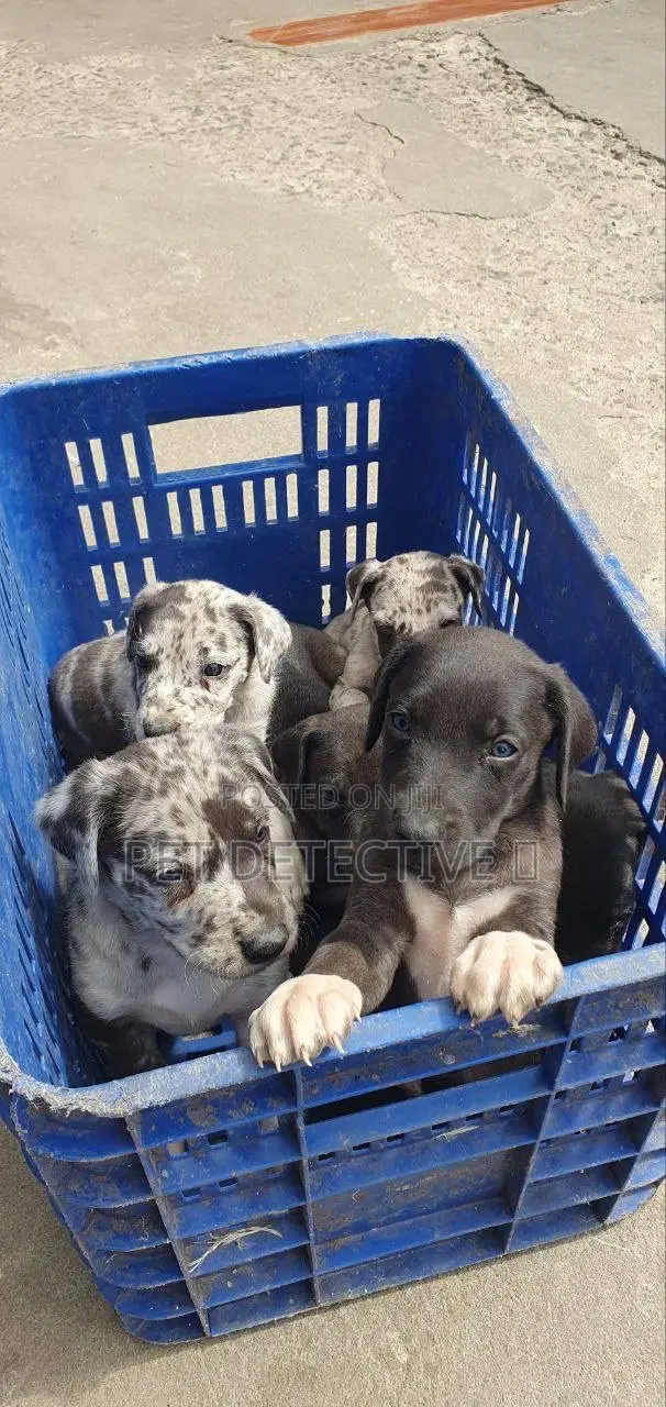 1-3 months Male Purebred Great Dane